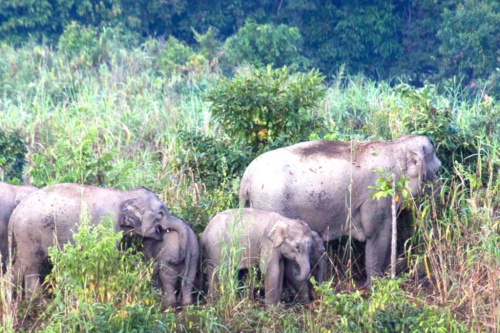 A herd of wild elephants in Wokha district. An environmental group called Green-SONS today informed that elephant corridors in the Bagthy Valley of Wokha district have become narrower and more constricting over the years. (Morung File Photo)